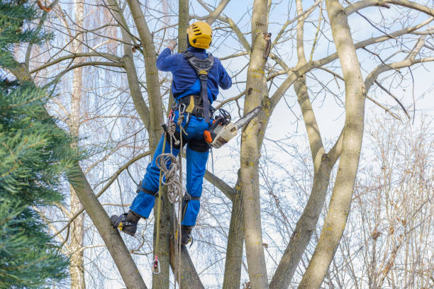 Reliable Oak Trail Shores, TX Tree Removal Solutions